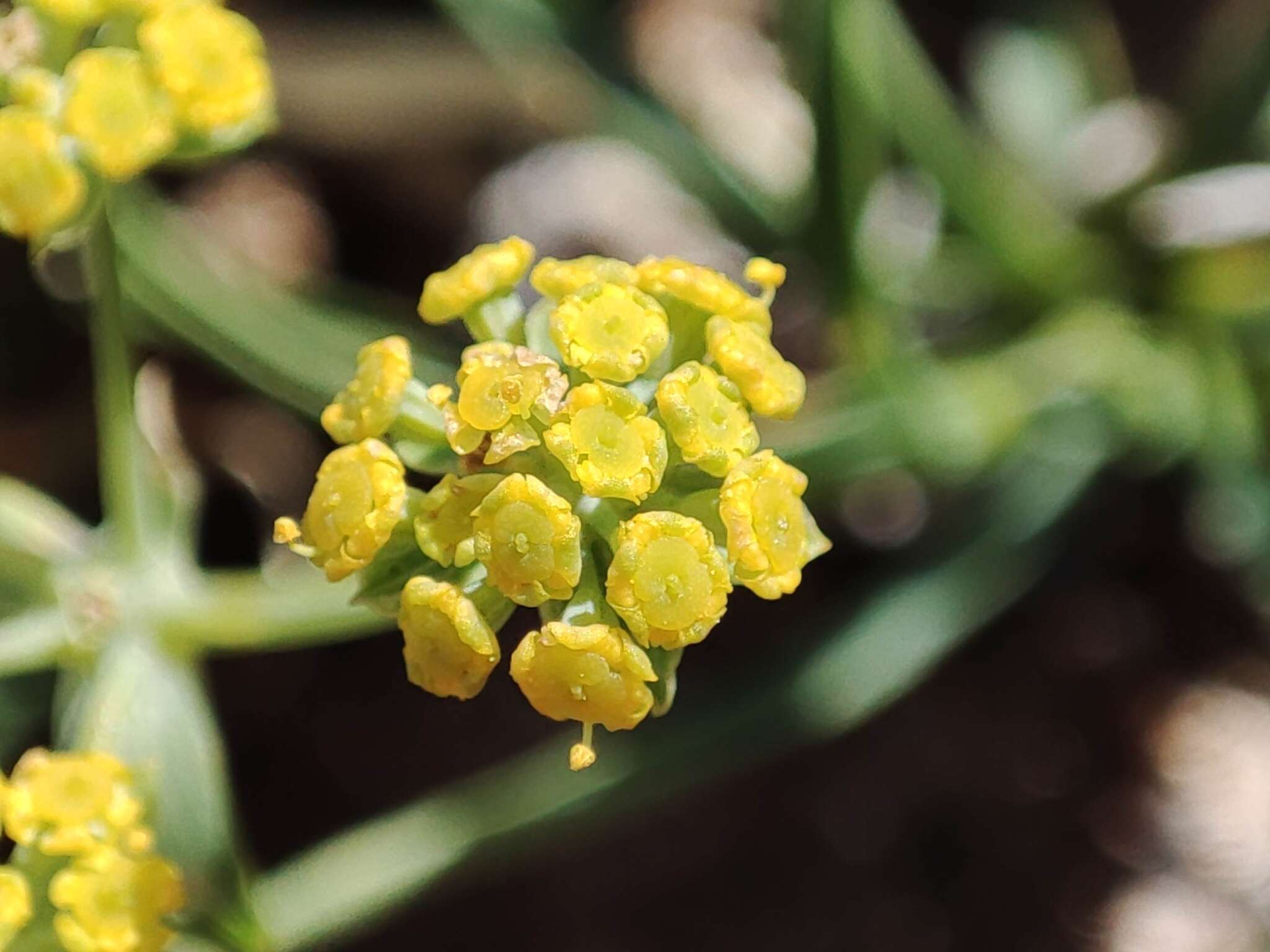 Bupleurum ranunculoides subsp. ranunculoides resmi