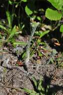 Image of common cottonrose