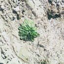 Image of Plantago spathulata subsp. picta (Col.) W. R. Sykes