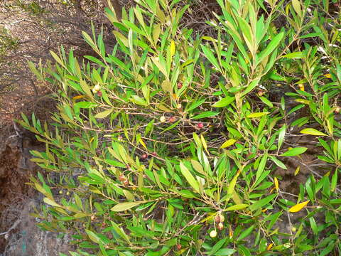 Plancia ëd Olea europaea subsp. guanchica P. Vargas, J. Hess, Muñoz Garm. & Kadereit