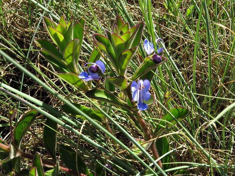 Image of Grassland chlerdendrum