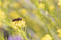 Image of Nomada bifasciata Olivier 1811