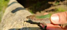 Image of Ibiza Wall Lizard