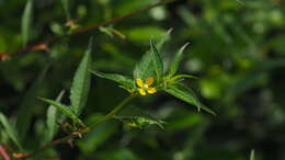 Image de Ludwigia hyssopifolia (G. Don) Exell