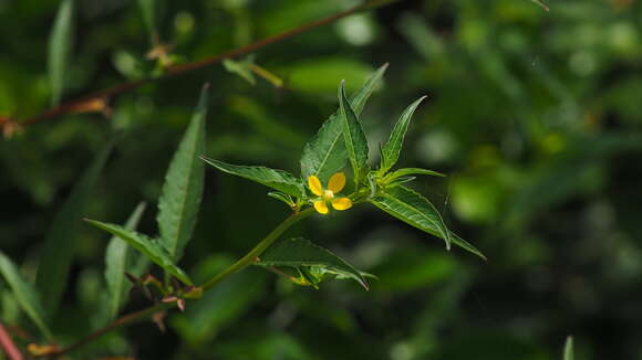 Imagem de Ludwigia hyssopifolia (G. Don) Exell