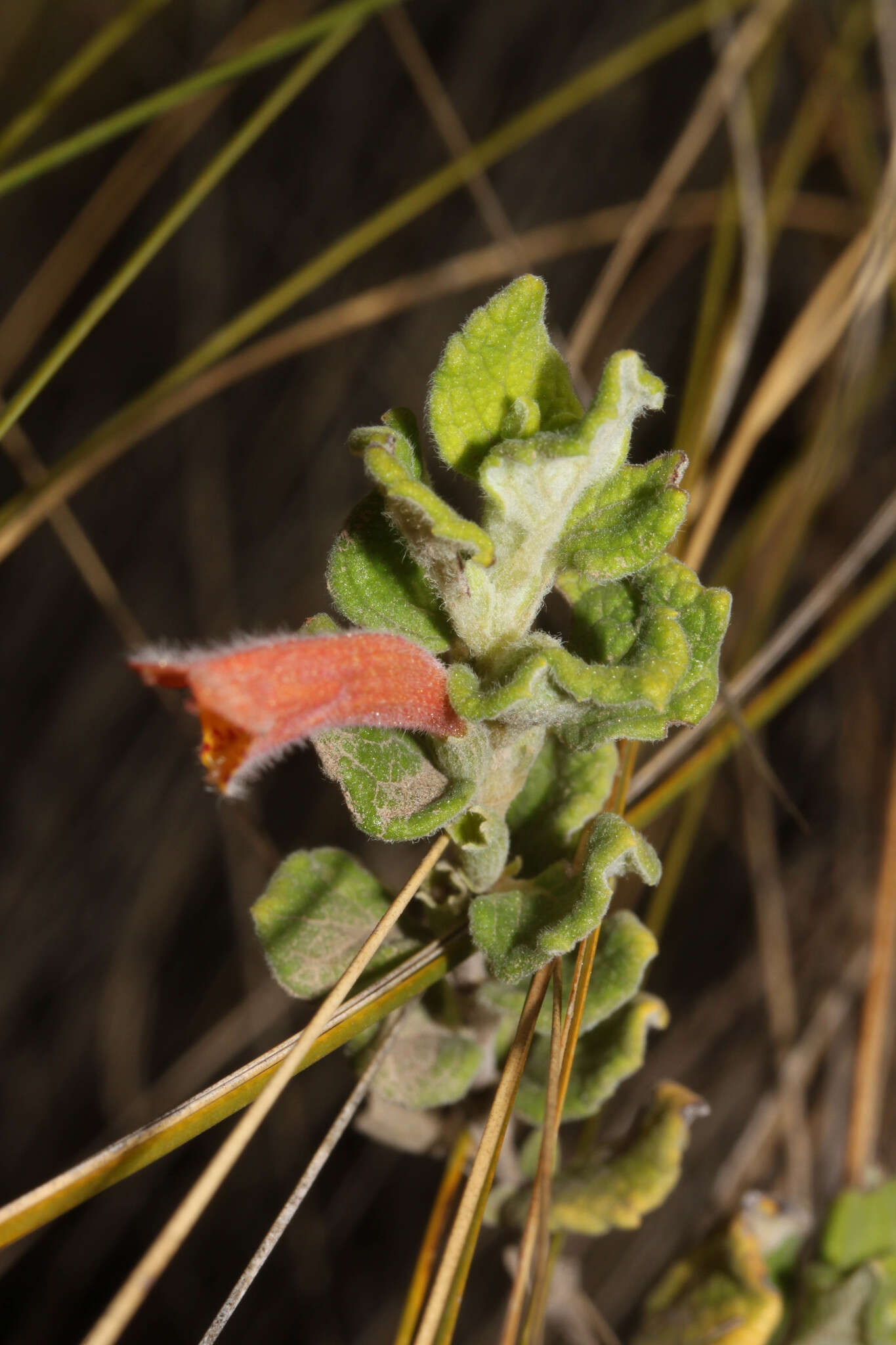 Image of Clinopodium tomentosum (Kunth) Govaerts