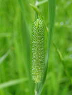 Phleum pratense subsp. nodosum (L.) Trabut的圖片