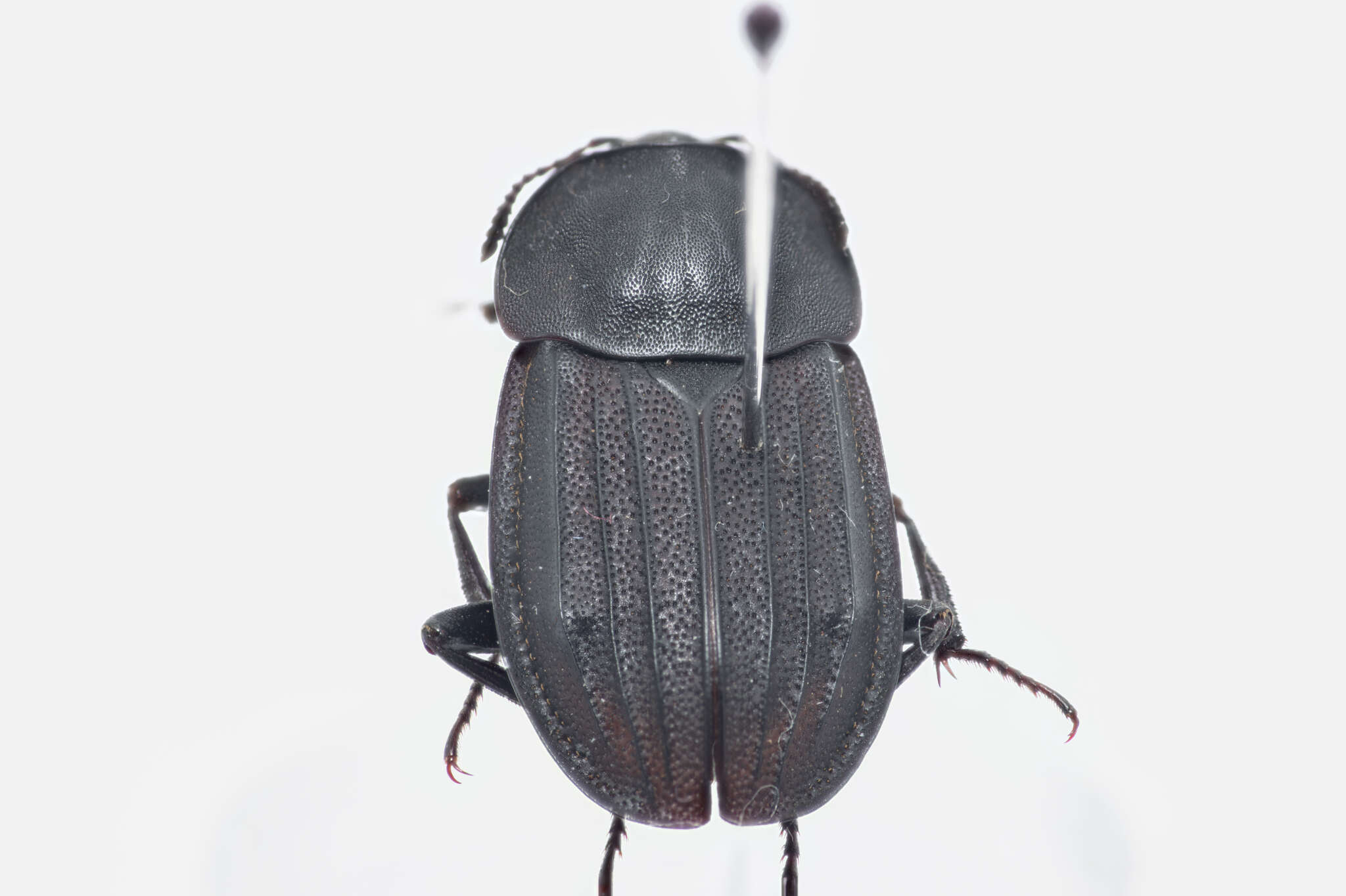 Image of Silpha (Silpha) puncticollis Lucas & P. H. 1847