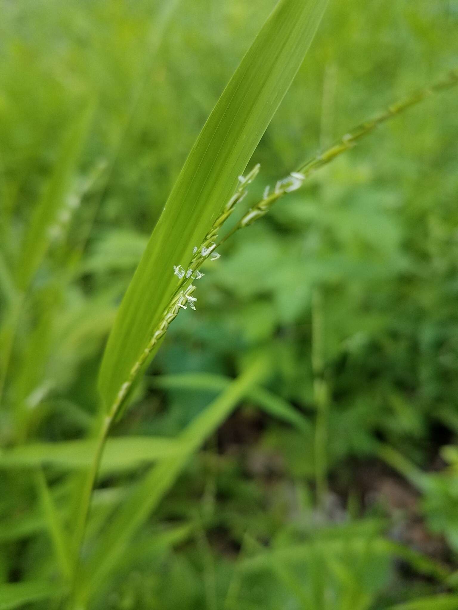 Слика од Leersia virginica Willd.