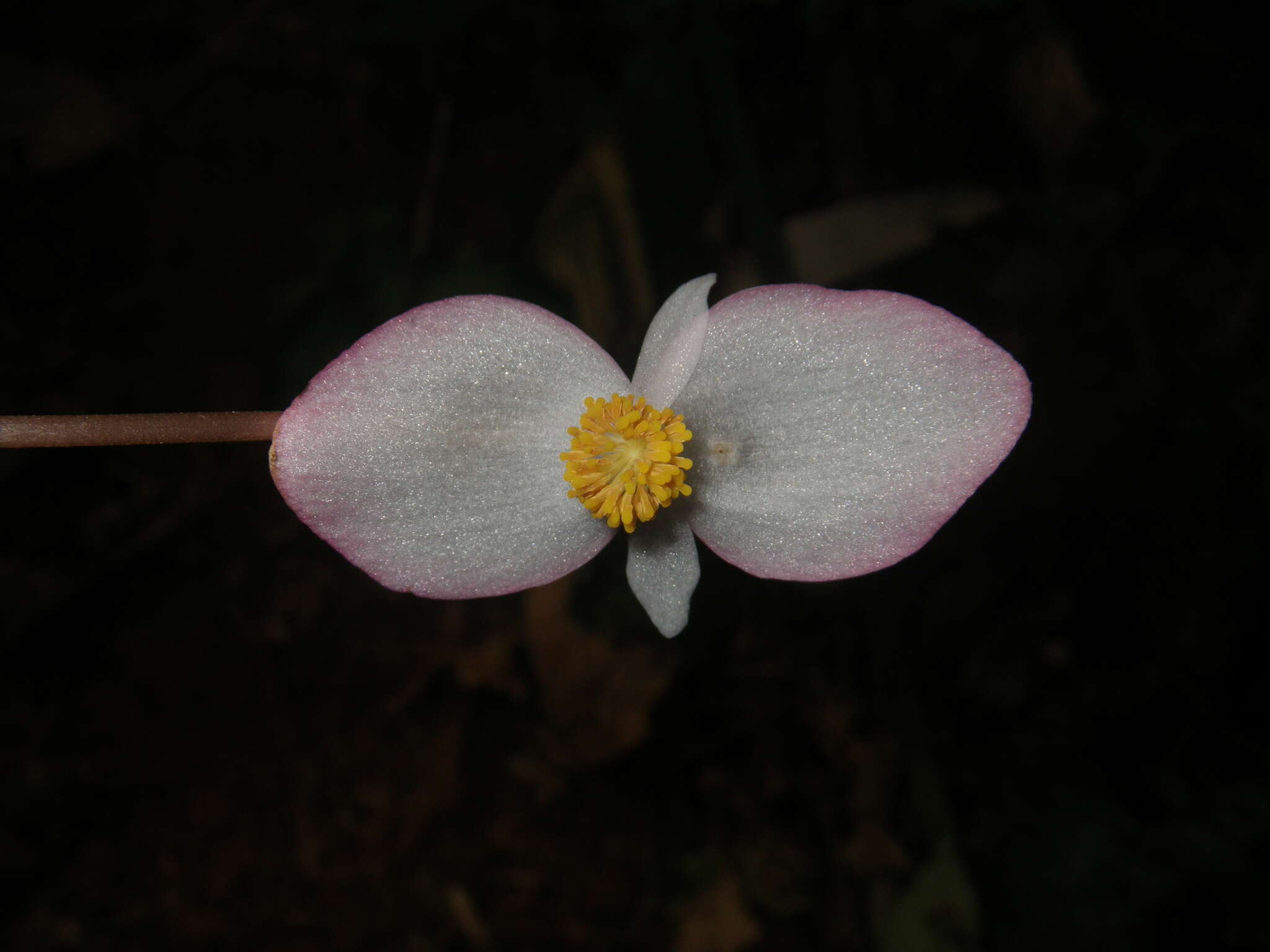 Image of Begonia handelii Irmsch.