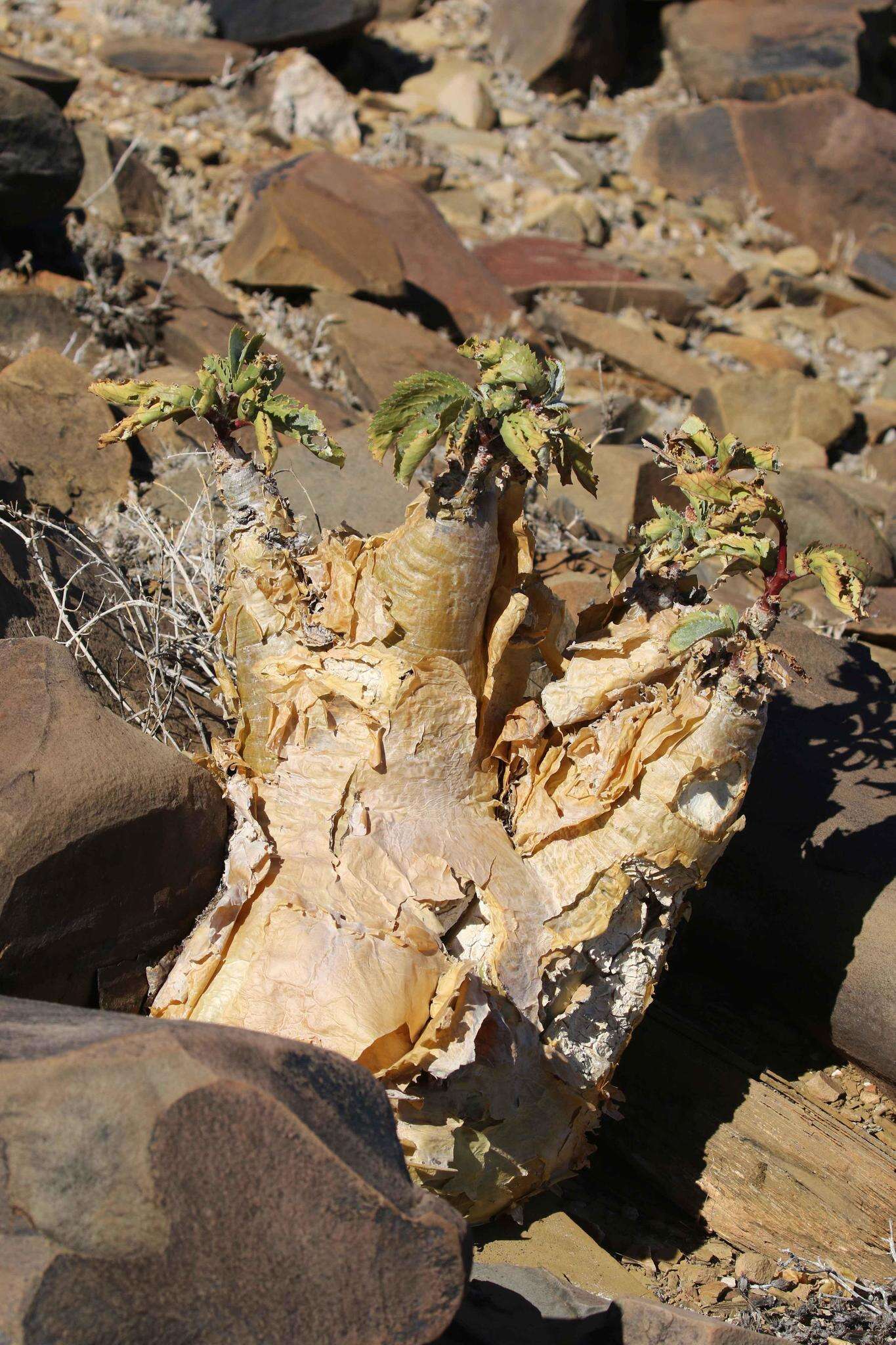 Image of Cyphostemma bainesii (Hook. fil.) Descoings