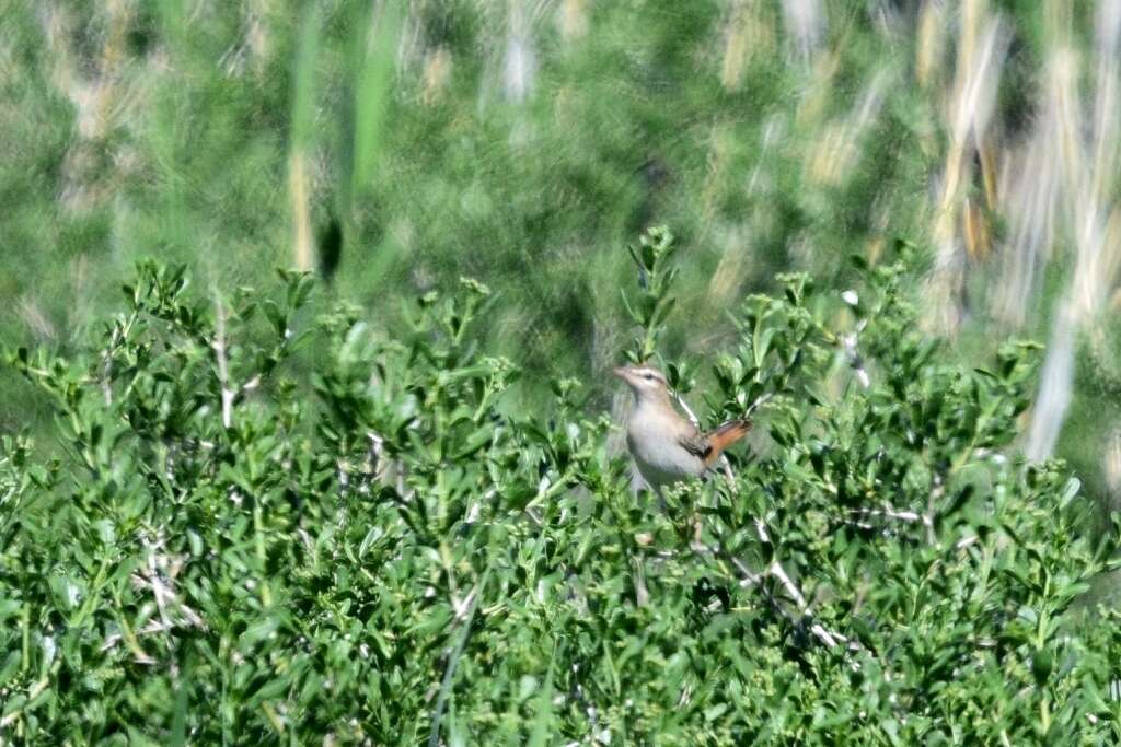 Image of Rufous Scrub Robin