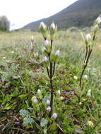 Image of Gentianella magellanica (Gaudich.) Fabris