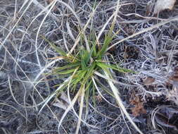 Imagem de Carex tonsa var. tonsa