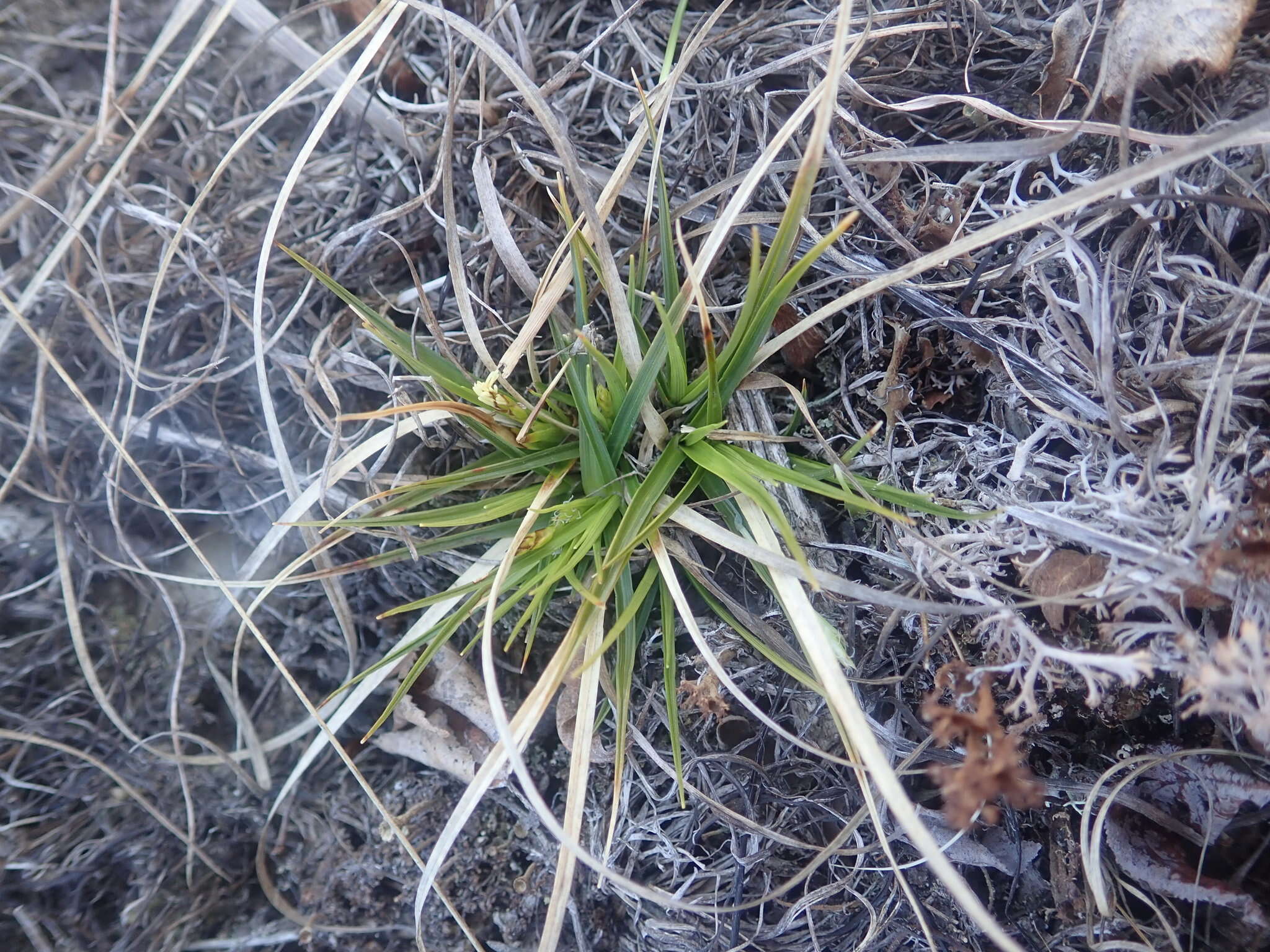 Imagem de Carex tonsa var. tonsa