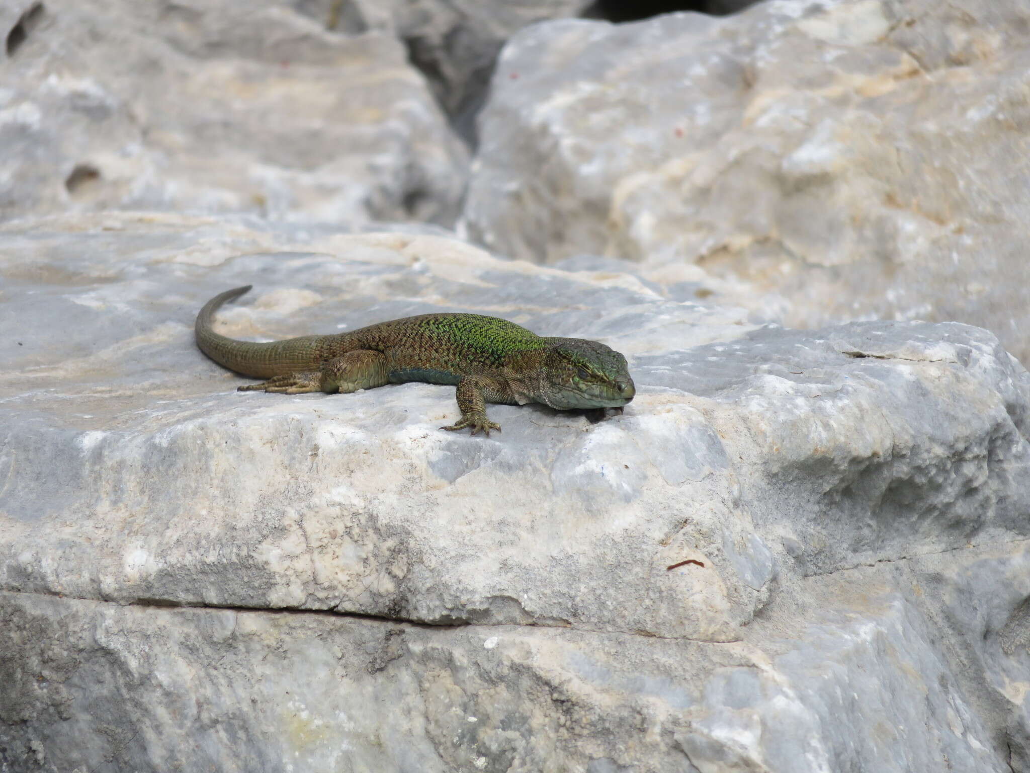 Image of Podarcis erhardii amorgensis (Werner 1933)