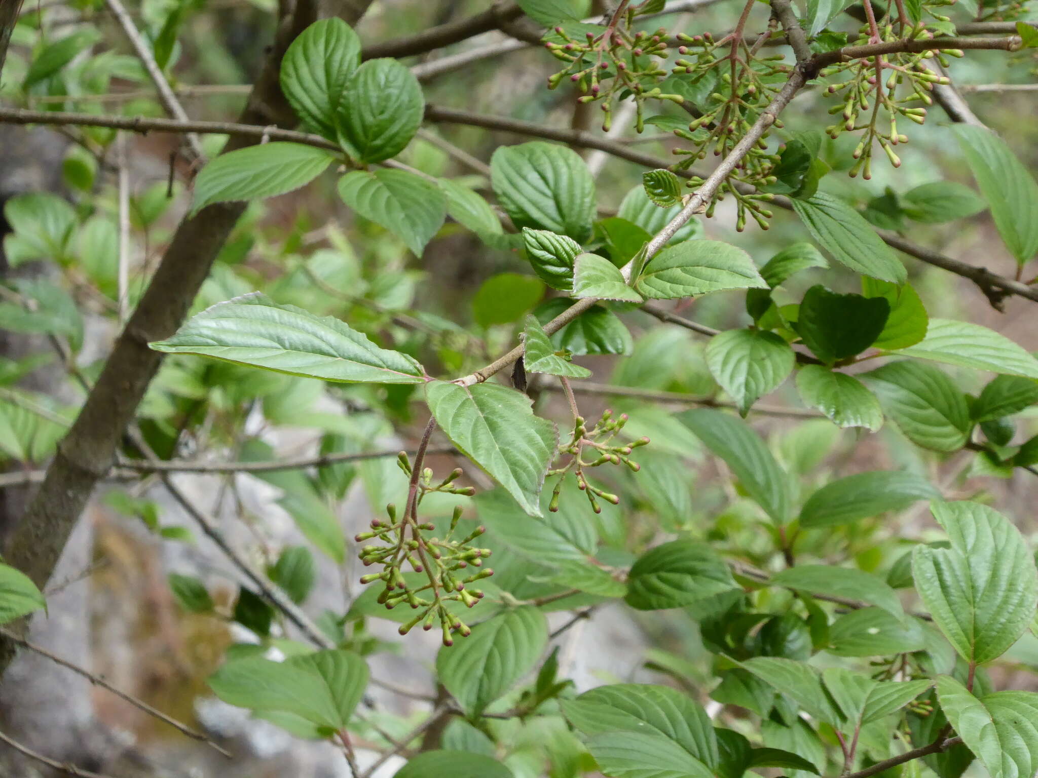 Image of Viburnum erubescens Wall.