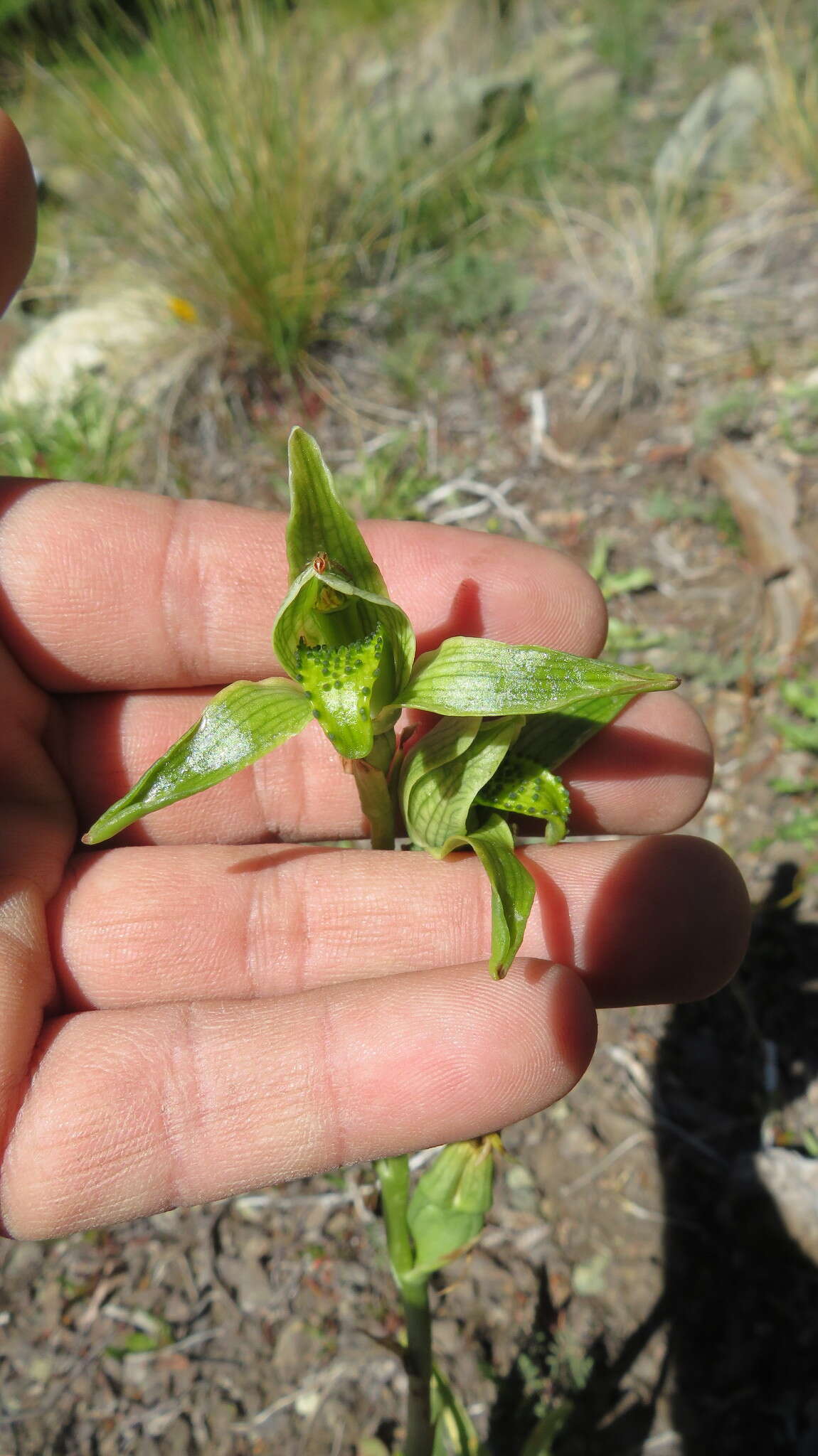 Image de Chloraea viridiflora Poepp.