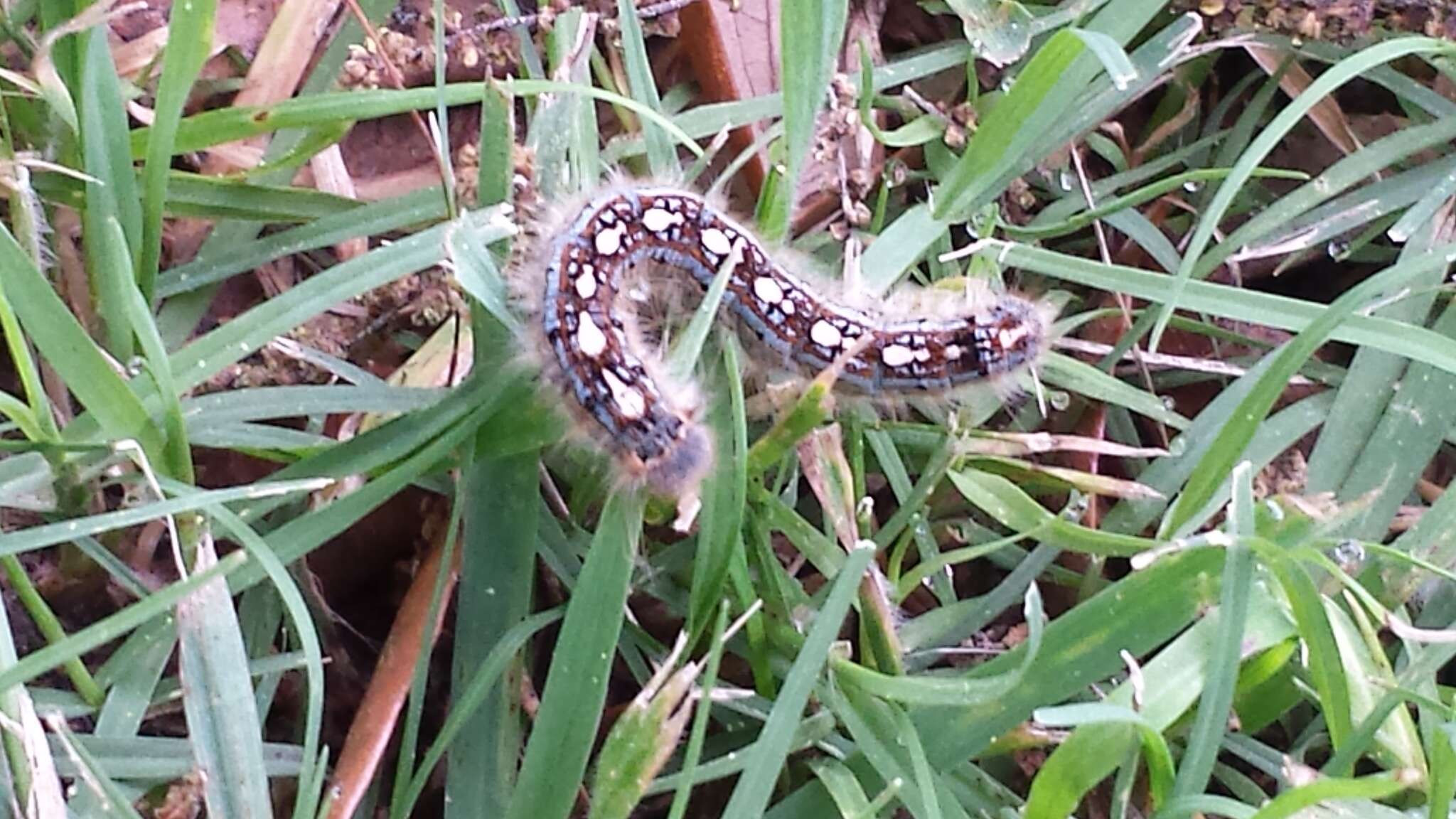 Image of Forest Tent Caterpillar Moth