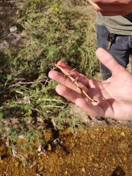 Image of Arizona Walkingstick