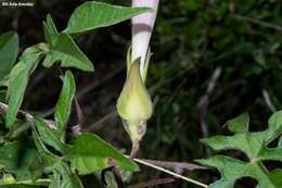 Image of silky morning-glory