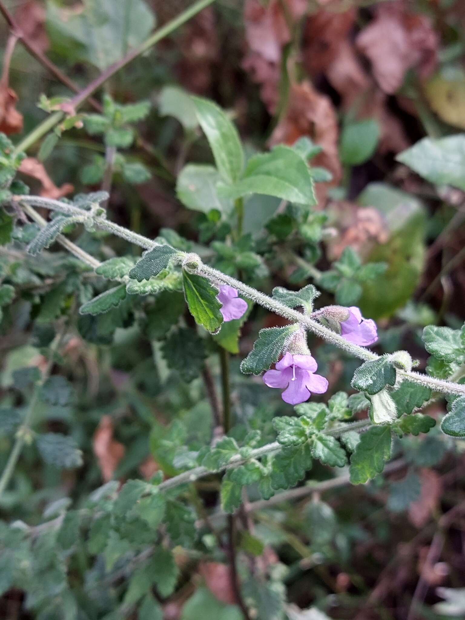 Image of Prostanthera incana A. Cunn. ex Benth.