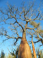 Image of Fony baobab