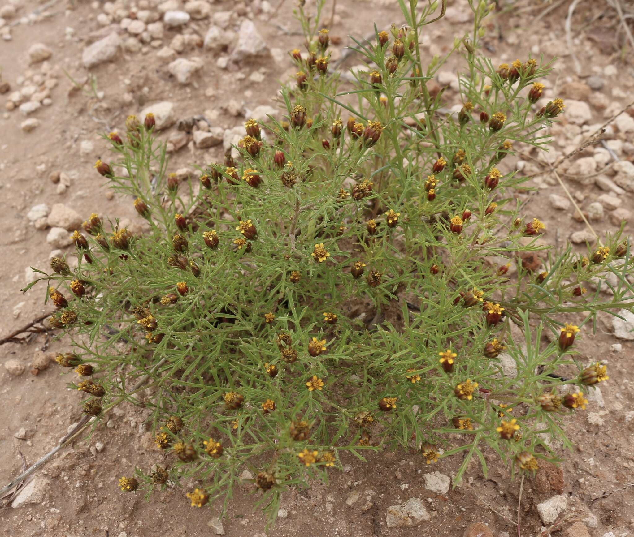 Image of fetid marigold