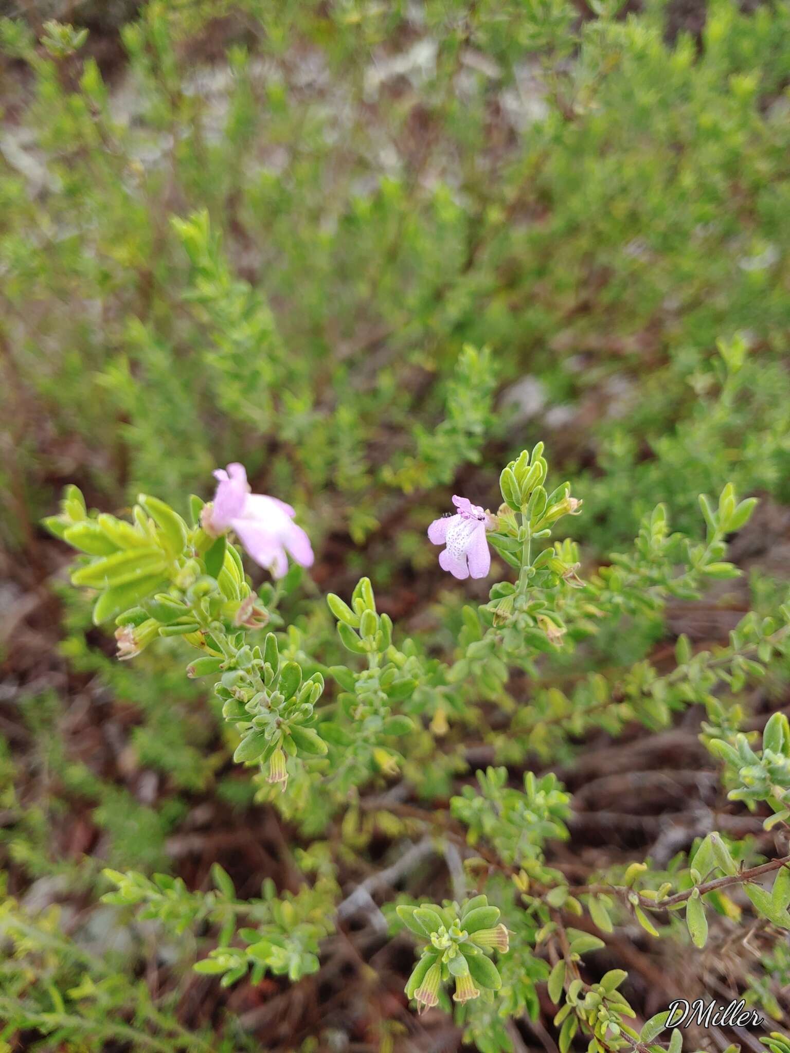 Imagem de Clinopodium ashei (Weath.) Small