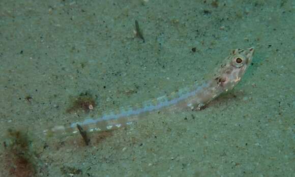 Image of Ear-spot lizardfish