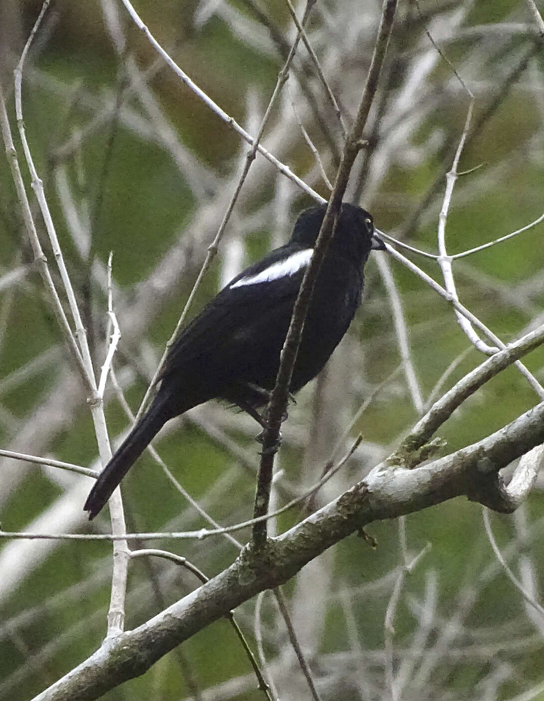 Image of White-shouldered Tanager