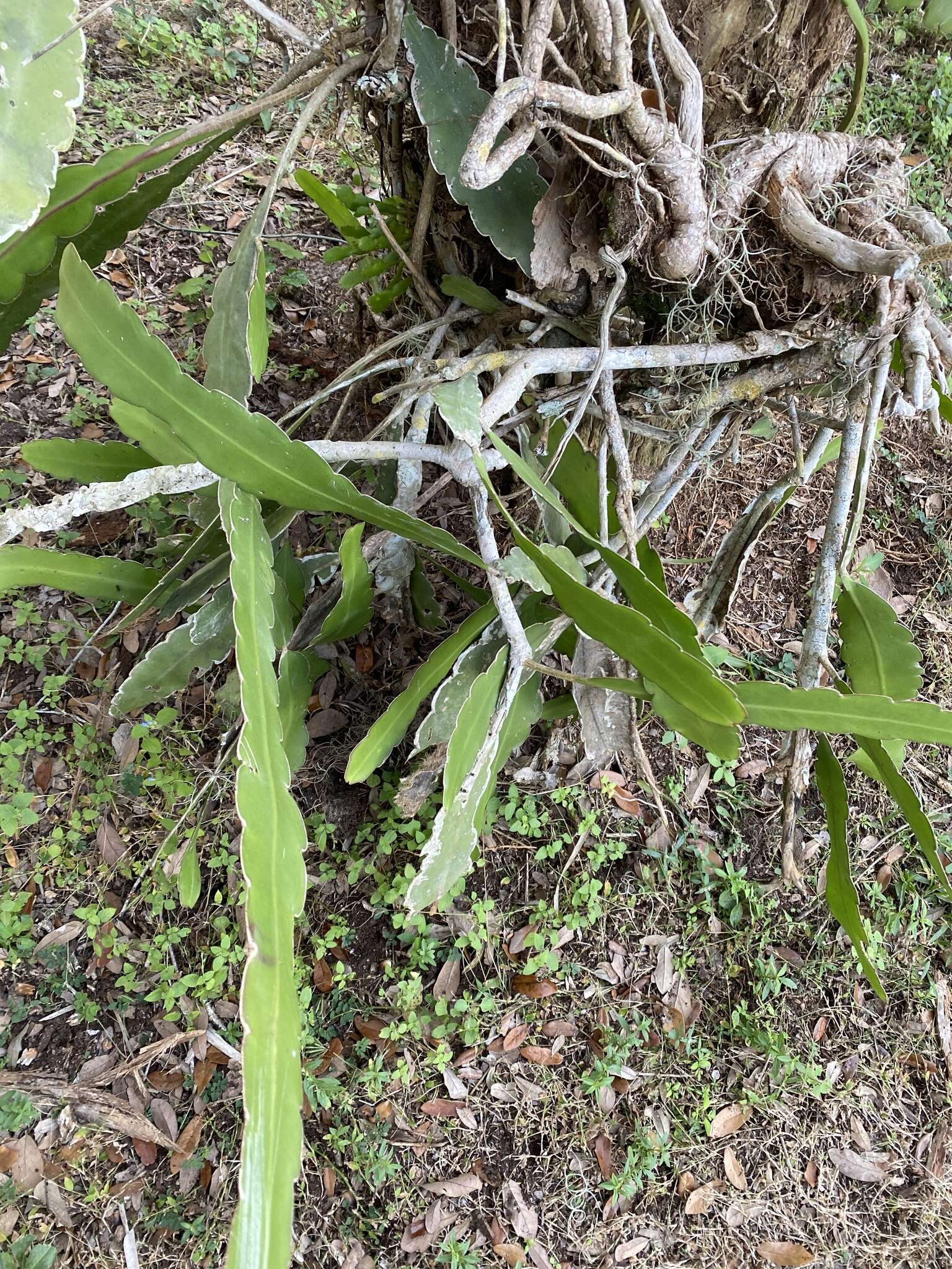 Image of Nightblooming Cactus