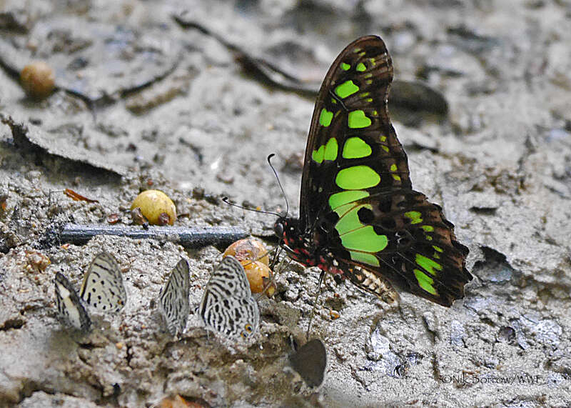 Sivun Graphium tynderaeus (Fabricius 1793) kuva