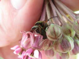 Image of Rose Chafer