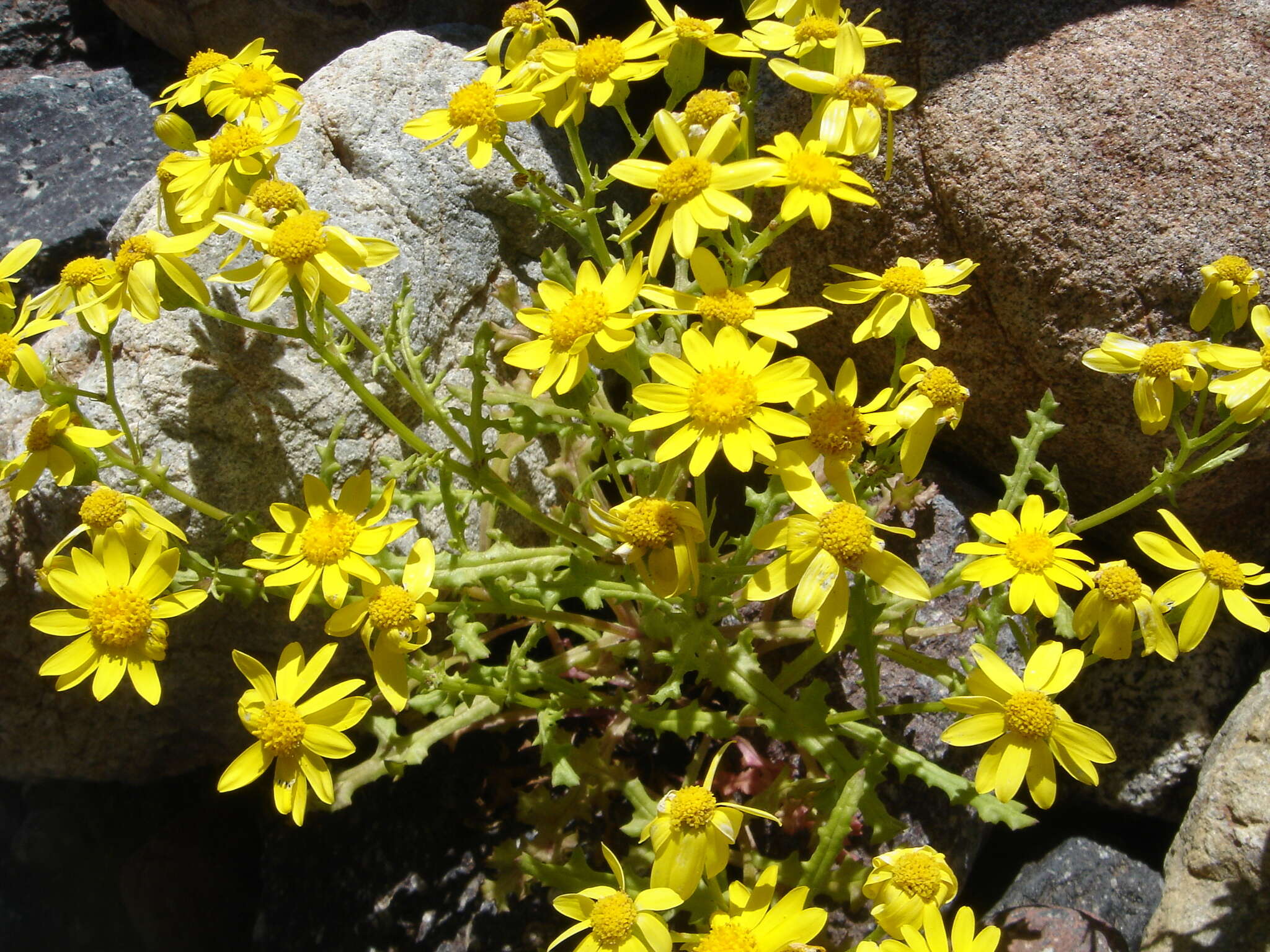 Plancia ëd Senecio leucanthemifolius subsp. caucasicus (DC.) Greuter