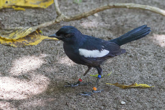 Image of Seychelles magpie-robin