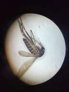 Image of Orthopodomyia signifera (Coquillett 1896)