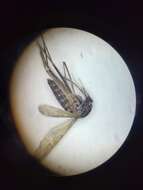 صورة Orthopodomyia signifera (Coquillett 1896)