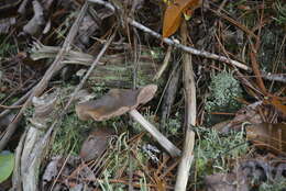 Image of Entoloma strictius (Peck) Sacc. 1887