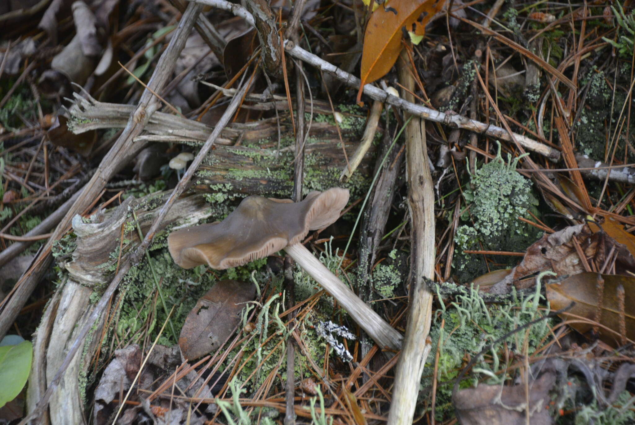 Image of Entoloma strictius (Peck) Sacc. 1887