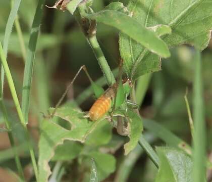 Слика од Conocephalus (Anisoptera) saltator (Saussure 1859)