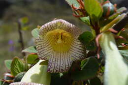 Image of Paliavana sericiflora Benth.