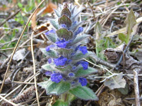 Image of Ajuga multiflora Bunge