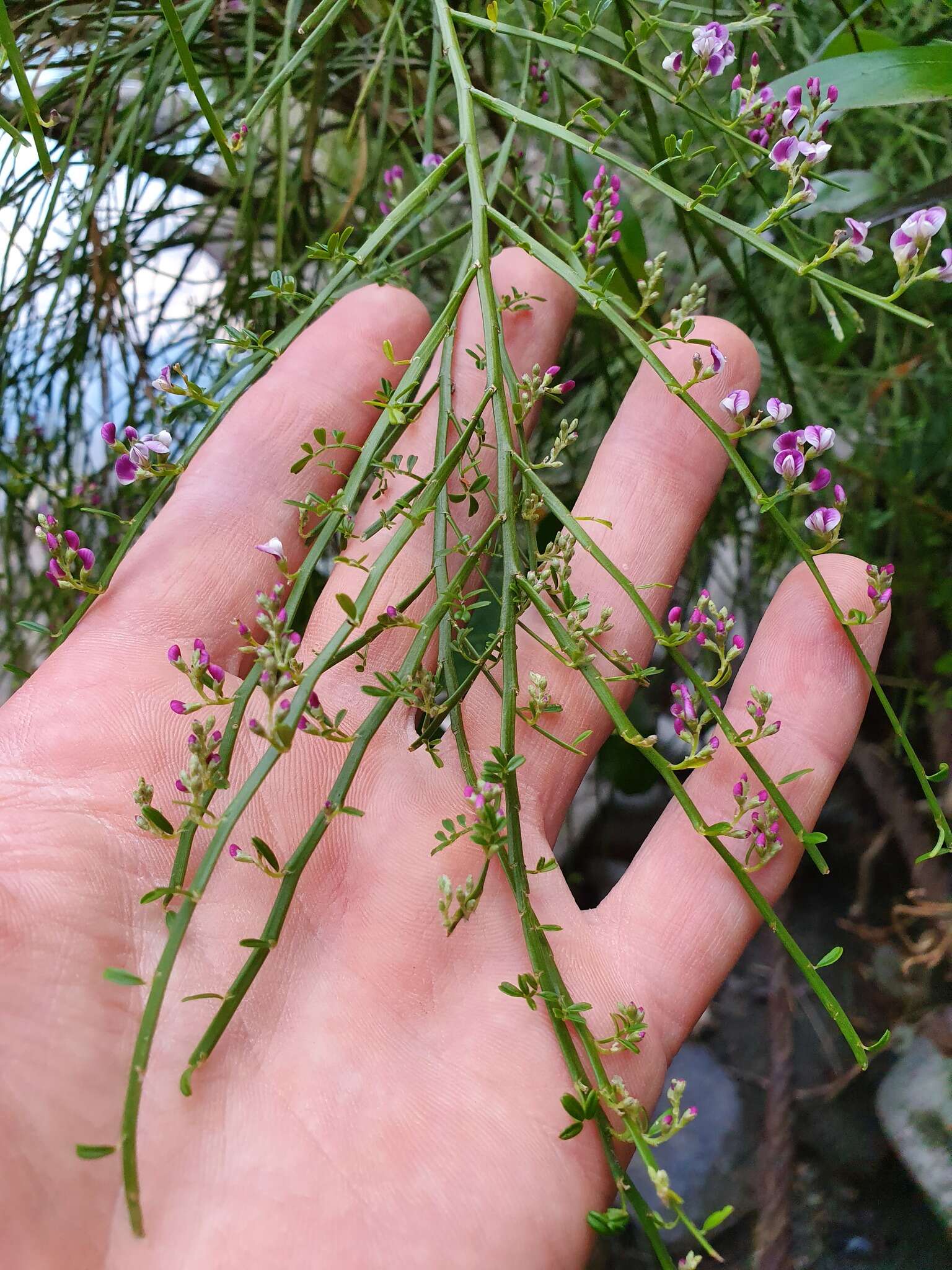 Image of Carmichaelia odorata Hook.