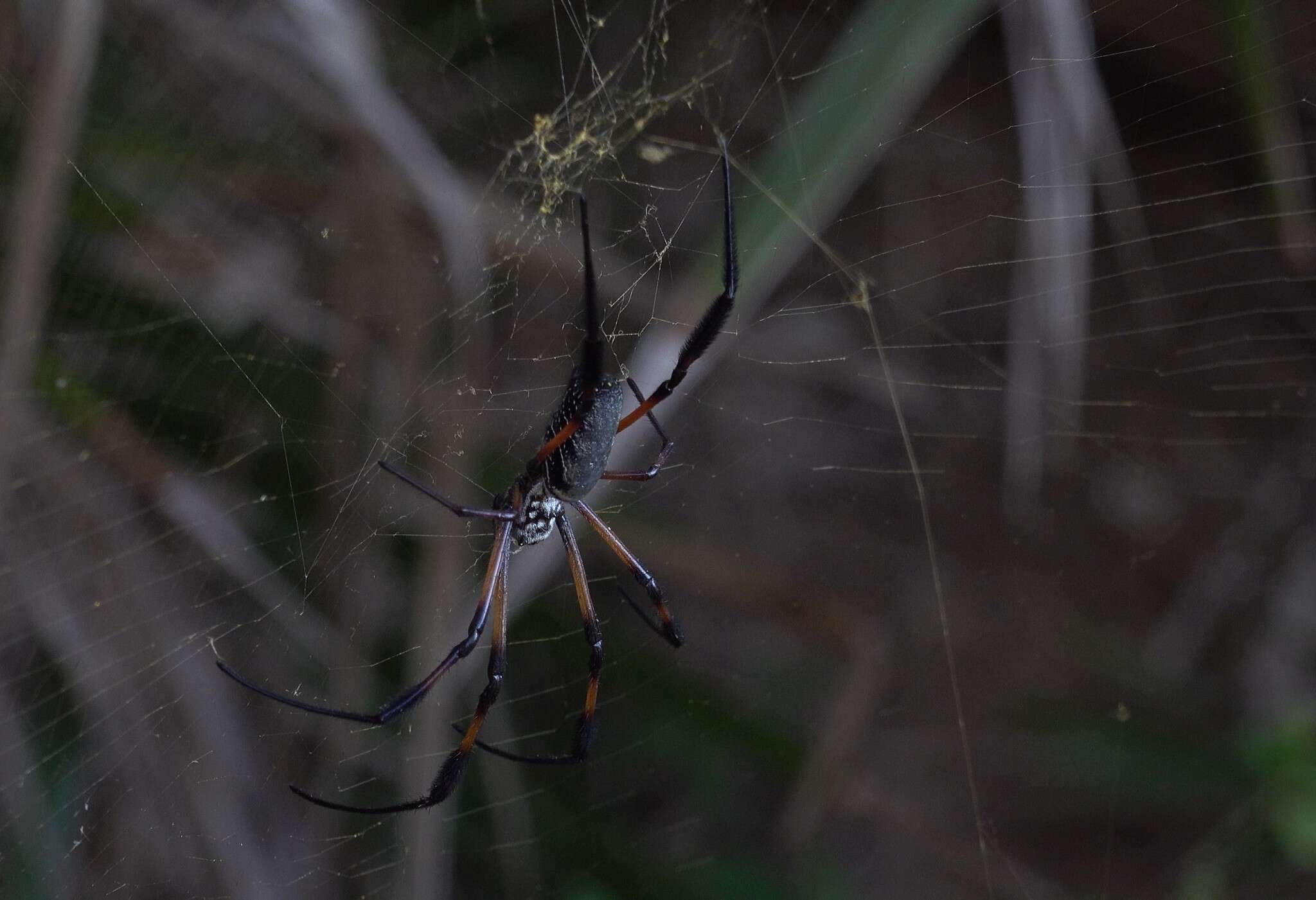 Imagem de Nephila comorana Strand 1916