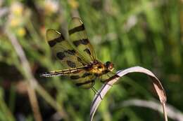 Celithemis eponina (Drury 1773) resmi