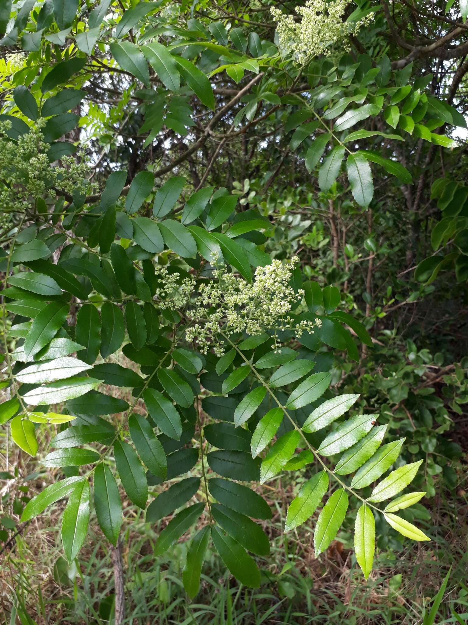 Image of Zanthoxylum rhoifolium Lam.