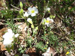 Image of Halimium umbellatum subsp. umbellatum