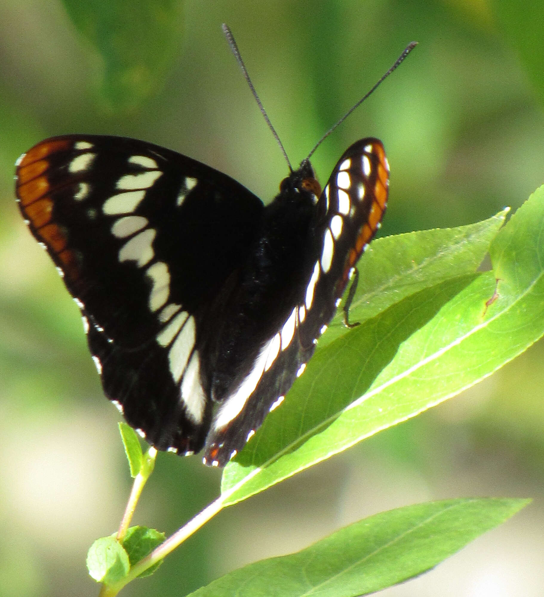 Image of Limenitis lorquini burrisoni Maynard 1891