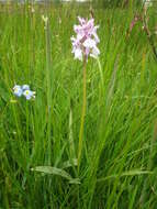 Image of Dactylorhiza maculata subsp. ericetorum (E. F. Linton) P. F. Hunt & Summerh.